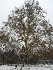 Eine der Platanen im Rathauspark. Eines von über 400 Naturdenkmälern in Wien